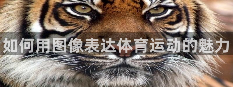 vsport体育：如何用图像表达体育运动的魅力